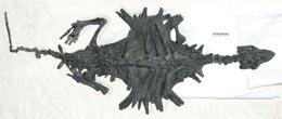 Turtle fossil.