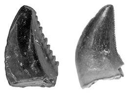 Fossils of dinosaur teeth