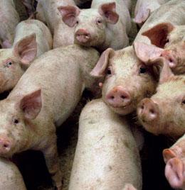 Is an Ebola-virus subtype killing pigs?
