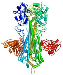 The H5 hemagglutinin (yellow and blue) bound to an antibody (red).