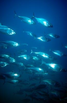 Levels of methylmercury in tuna may rise. Punchstock