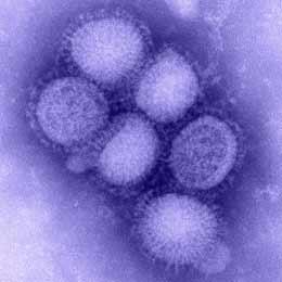 Only 1% of swine flu cases in the United States are in people over the age of 65.
