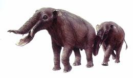 The gomphothere was likely hunted by the Clovis people.