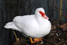 Closeup Muscovy duck