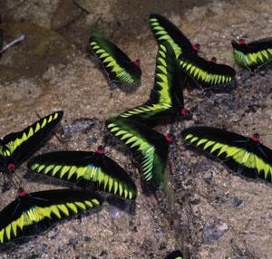 How many species will join the Rajah Brooke's birdwing butterfly on the protected list?