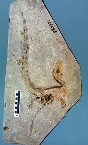 Sinosauropteryx fossil