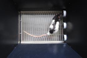 A rat indicates a decision by poking its nose through a 'port' when it has discriminated between two odours.