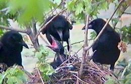 Crows feeding young