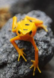 A Panamanian golden frog (Atelopus zeteki)