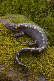 adult salamander