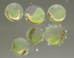 salamander embryos