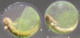 Algae cohabit with salamander embryos in their eggs &x2014; and inside their cells.