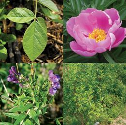 Shown (top left to bottom right) are Glycyrrhiza (Chinese licorice),