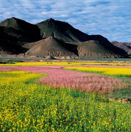 Flowers blooming in the valley, Tibetan Plateau, Tibet, China