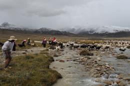Locals on the Tibetan plateau with cattle.
