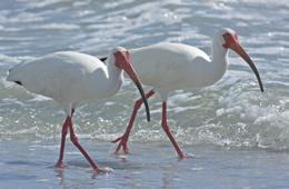 White Ibis (Eudocimus albus) pair walking along the shore, Florida