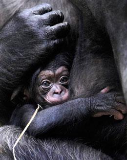 chimp fetus