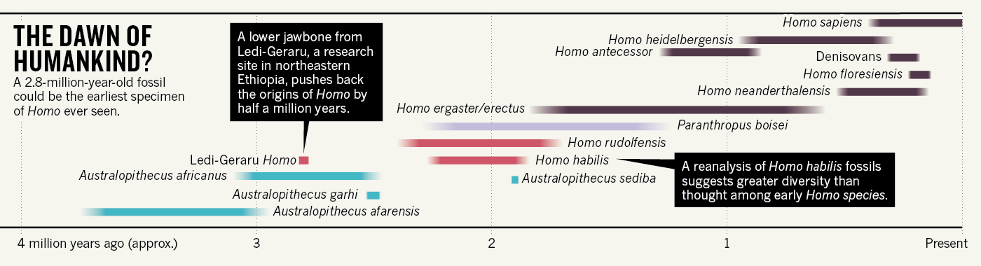 A timeline of Homo evolution