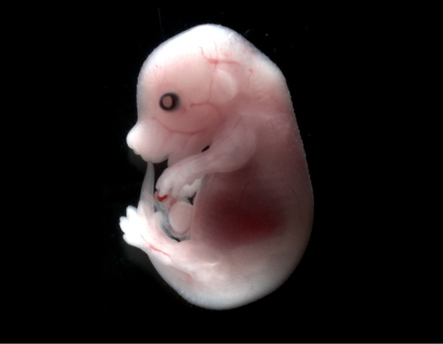Pictures Of Pregnant Mice 88