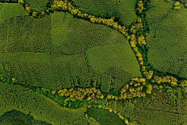 photo of Brazil considers transgenic trees image