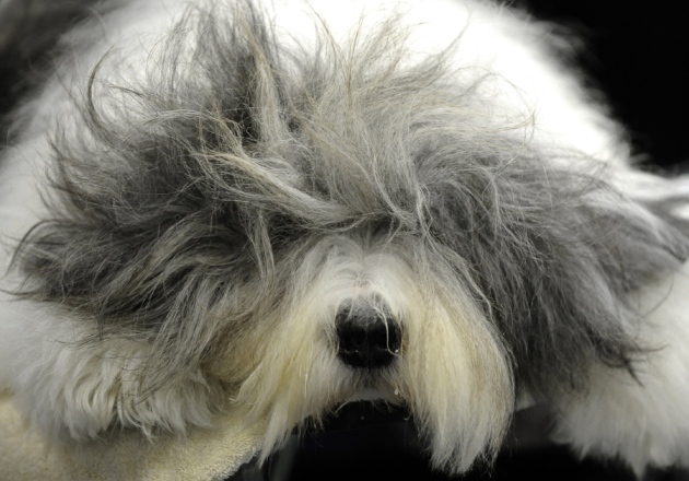 photo of Pet dogs set to test anti-ageing drug image