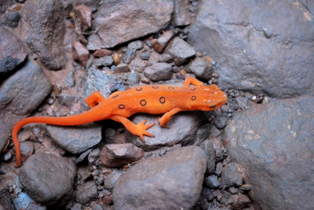 photo of Fungus from Asia threatens European salamanders image