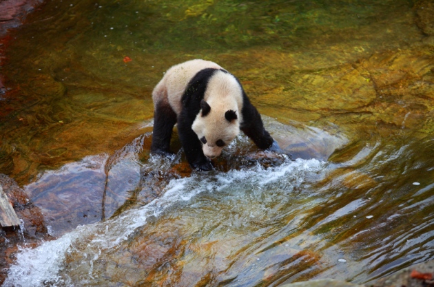 photo of Experts question China's panda survey image