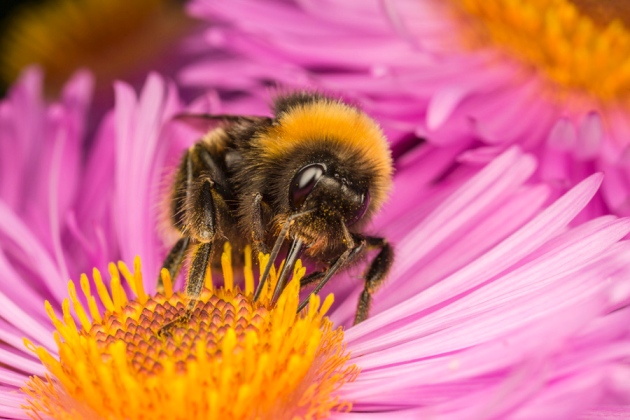 photo of Bumblebee study called into question image