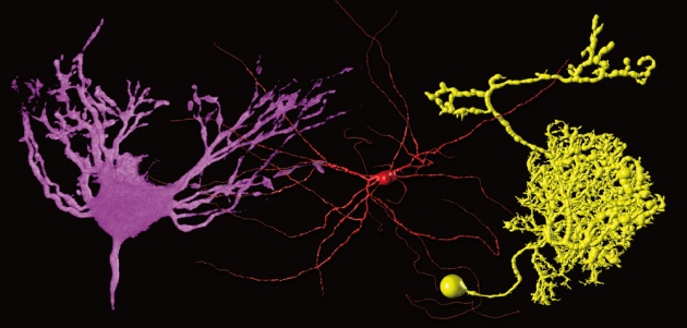 photo of Neuron encyclopaedia fires up to reveal brain secrets image