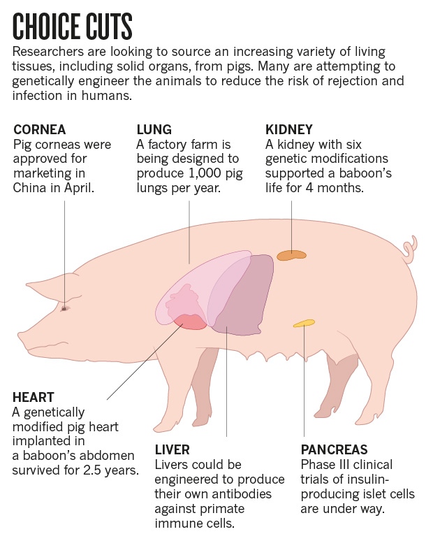 [Image: pig-organs-graphic-online.jpg]