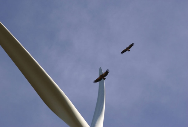 Vultures flying close to turbine blades