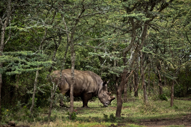 photo of Stem-cell plan aims to bring rhino back from brink of extinction image