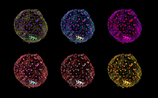 photo of Human embryos grown in lab for longer than ever before image