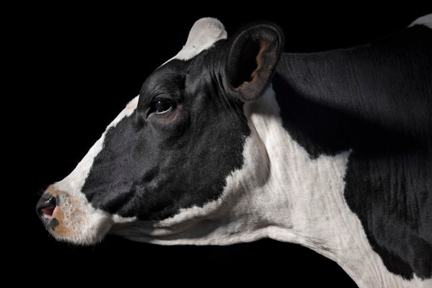 photo of UK bioethicists eye designer babies and CRISPR cows image