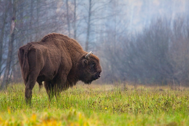 WEB_European_bison_Poland_male_RafalKowa