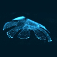 Artificial jellyfish built from rat cells