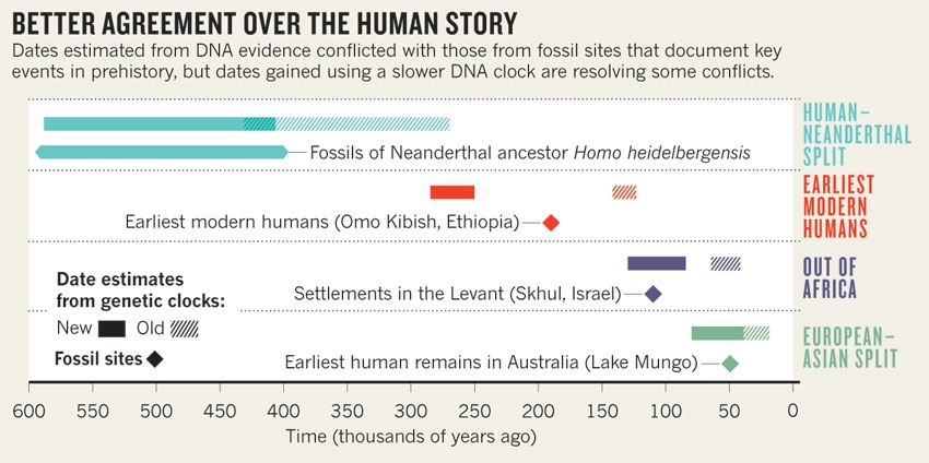 Studies slow the human DNA clock