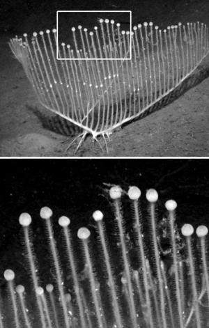 Nouvelle éponge carnivore "harpe" découverte en mer profonde. Chondrocladia