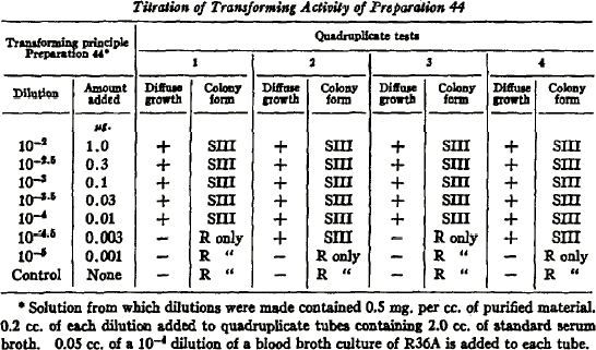Four columns in this data table represent each of Oswald Avery's four identical transformation experiments. The four columns are labeled 1, 2, 3, and 4, and each is subdivided further into a left and right column. In each experiment, the left column represents diffuse growth, and the right column represents colony form. Data was collected at eight different dilutions and concentrations of the transforming principle. The dilutions are listed in the first column of the data table; the amount of transforming principle added is listed in the second column.