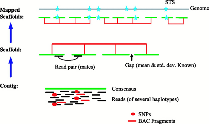 This diagram illustrates the whole-genome assembly method. The BAC fragments and Celera sequence reads were organized into contigs, which were assembled into larger scaffolds. The scaffolds were then mapped to the genome using physical map information.