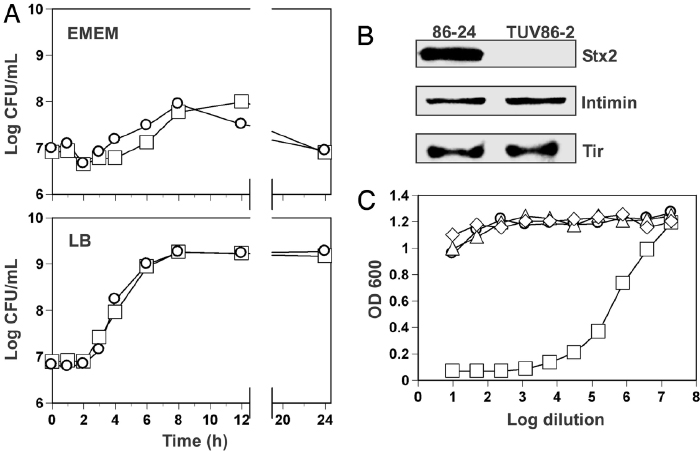 Four graphs show how a mutation in the STX2 gene affects E. coli's growth, protein production, and toxicity to its host cell. In panel A, two growth curves show that STX2 mutant cells grow similar to wild-type cells in two different media types, EMEM and LB. Panel B is a western blot of STX2, intimin, and TIR proteins in STX2 mutant and wild-type cells. Protein expression of intimin and TIR is similar between the two cell types, but STX2 expression is absent in STX2 mutant cells. A line graph in panel C shows the cytotoxicity of STX2 mutant cells compared to a media control, a non-pathogenic cell type control, and wild-type cells. The only cells that produce cytotoxicity are the wild-type cells.