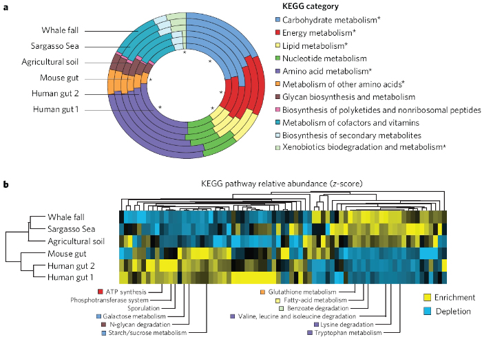 Two panels show a comparison of microbiomes from three environmental communities across three gut microbiomes. The analysis of different microbiomes is shown in two different ways. In panel A, the genomic data are displayed as six color-coded concentric circles, with each type of microbiome represented by one of the concentric circles. Different colors within each circle represent the relative abundance of different metabolic pathways. In panel B, clustering of the data is shown with tree diagrams and a color-coded heat map. The overall trend represented is that gut microbiomes from humans and mice are more similar to each other than they are to the microbiomes of the environmental communities from whale fall, the Sargasso Sea, and agricultural soil.
