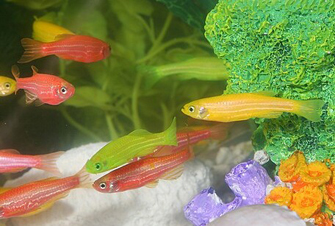 A photograph shows 11 transgenic, fluorescent zebrafish swimming in a glass tank of water with green, purple, and orange artificial aquatic plants and white aquarium substrate. Six fish are red, two fish are green, and three fish are yellow.