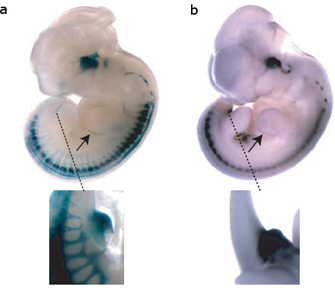 Two side-by-side photographs show SINE transposon expression (panel A) and ISL1 gene expression (panel B) in mouse embryos. In both photographs, the embryos are lightly colored, and a dense, circular stain is visible in a region near the developing brain. Staining is also present along the length of each embryo’s dorsal region, near the developing spinal cord. In panel A, the embryo is a translucent beige color, and the stain appears blue. In panel B, the embryo is an opaque white color, and the stain appears darker. An arrow in each photograph points to staining around a circular ridge on each embryo’s left-hand side. An inset photograph in both panels shows the base of the embryo’s posterior region at a higher magnification. In both embryos, a darkly-stained region of gene activity is visible at the base of the developing tail.