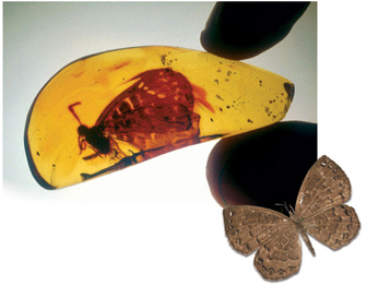 A photograph shows the profile of a dark red-colored fossilized butterfly, Voltinia dramba, in a slice of yellow amber. An inset photograph shows the dorsal side of the butterfly Voltina umbra in flight. The butterfly has an elongated, segmented body, and four outstretched, brown wings with some black and white markings.