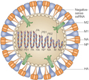 A schematic illustration shows an influenza virus particle with structures labeled. The virus particle is depicted as a beige circle surrounded by alternating orange and blue protein projections on its surface. A segmented RNA molecule is contained inside the particle and bound to small aggregates of circles, squares, triangles, and spheres representing proteins.