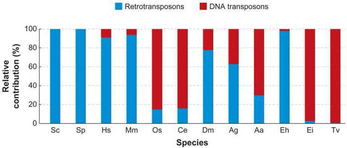 A stacked bar graph shows the relative proportion of two classes of transposable elements in twelve eukaryotic species. The species are shown along the X-axis, and a shaded vertical bar shows the relative contribution of retrotransposons and DNA transposons as a percentage of the total number of transposable elements. The area of the bar shaded blue represents the proportion of retrotransposons, while the area of the bar shaded red represents the proportion of DNA transposons. Species Sc, Sp, Hs, Mm, Dm, Ag, and Eh are between 60 and 100 percent retrotransposons, whereas species Os, Ce, Aa, Ei, and Tv are between 70 and 100 percent DNA transposons.