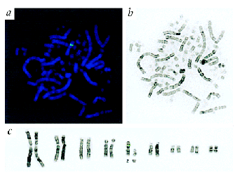 A series of photomicrographs show a spread of chicken chromosomes. In panel A, the chromosomes are stained fluorescent blue, and look like elongated noodles against a black background. A region of one chromosome, chromosome Z, has a bright fluorescent green mark. In panel B, a grayscale photomicrograph shows the same chromosome spread with black and grey banding patterns visible. In panel C, nine chromosome pairs are shown in a row. Chromosome Z and chromosome W are labeled and arranged side-by-side. Chromosome Z is twice as long as chromosome W.