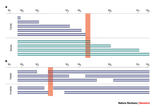 A two-part schematic illustration shows two approaches to mapping hybrid incompatibility genes. Panel A shows recombination mapping in sterile and fertile hybrids. Panel B shows deficiency mapping in viable and inviable hybrids. Eight markers (labeled M1 through M8) are aligned from left to right along the tops of both panels. In panel A, a vertical orange bar marks the position of the gene responsible for hybrid sterility between M5 and M6. In panel B, a vertical orange bar marks the position of the hybrid incompatibility gene between M3 and M4.