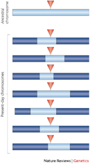 A chromosomal region is depicted as an elongated horizontal rectangle in this schematic illustration. Eight chromosomal regions are arranged in parallel from top to bottom. The topmost cylinder represents the ancestral chromosome and is a light blue color. The seven cylinders below it represent present-day chromosomes and are a dark-blue color. Each present-day chromosome has a light blue region at its center. The light blue region varies in length and position in each of the chromosomes. A red triangle at the center of each chromosome within the light blue region indicates a mutation has occurred.